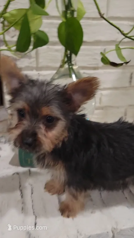 Shadow  – Silky Terrier puppy for sale in Neosho, MO