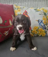 Penny, a female Cocker Spaniel and Miniature Australian Shepherd for sale in Neosho, MO – 7 of 9