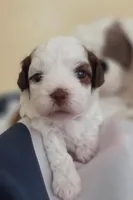 Sandy, a female Shihpoo for sale in Neosho, MO – 1 of 7