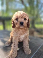 Maggie, a female Cavapoo for sale in Neosho, MO – 2 of 7