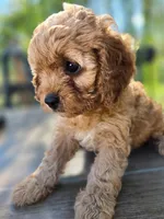 Maggie, a female Cavapoo for sale in Neosho, MO – 7 of 7
