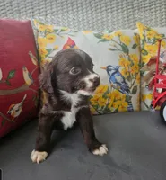 Penny, a female Cocker Spaniel and Miniature Australian Shepherd for sale in Neosho, MO – 5 of 9