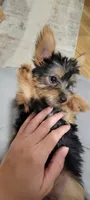 Oakley, a female Silky Terrier for sale in Neosho, MO – 2 of 3