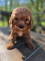 Jazzy, a female Cavapoo for sale in Neosho, MO – 5 of 7