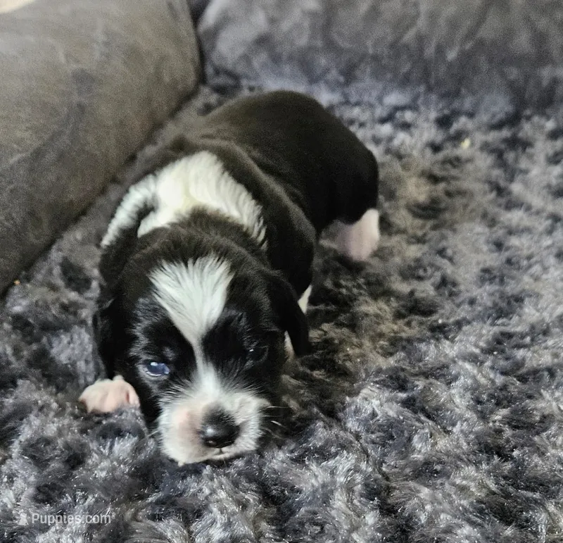 Bandit  – Cocker Spaniel, Miniature Australian Shepherd puppy for sale in Neosho, MO