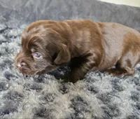 Brandy, a female Cocker Spaniel and Miniature Australian Shepherd for sale in Neosho, MO – 4 of 4