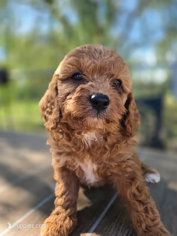 Jazzy – Cavapoo puppy for sale in Neosho, MO