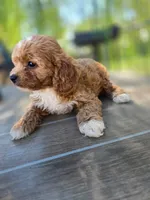 Archer, a male Cavapoo for sale in Neosho, MO – 7 of 9