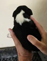Bandit , a male Cocker Spaniel and Miniature Australian Shepherd for sale in Neosho, MO – 3 of 3