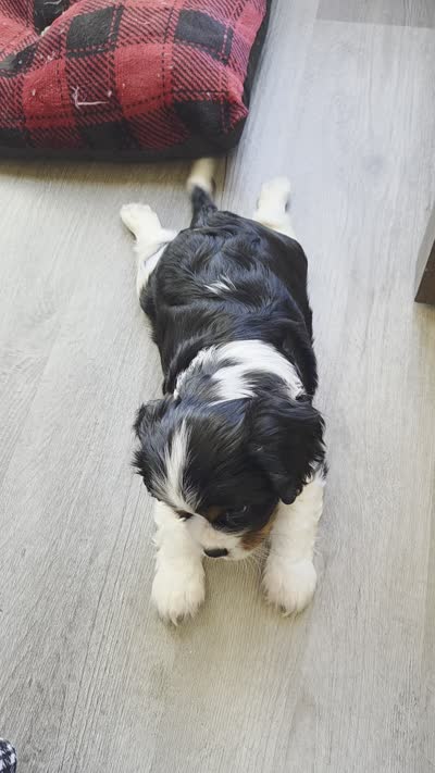 Clive AKC, a male Cavalier King Charles Spaniel for sale in Neosho, MO – 10 of 10