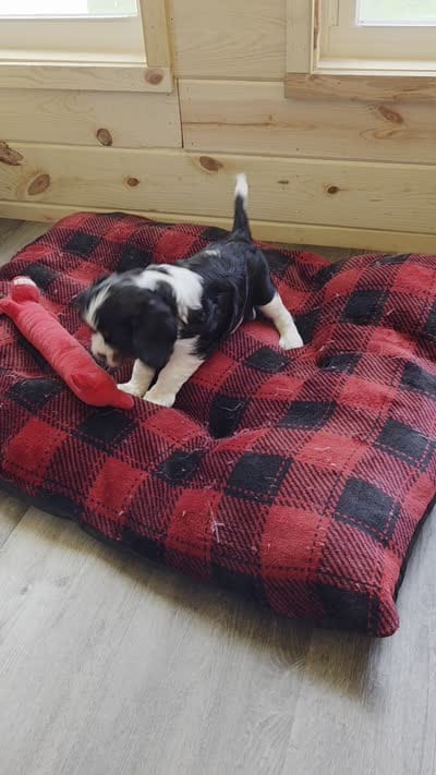 Clive AKC, a male Cavalier King Charles Spaniel for sale in Neosho, MO – 9 of 10