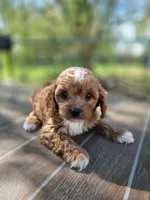 Archer, a male Cavapoo for sale in Neosho, MO – 4 of 9
