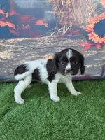 Gracie, a female Cockalier for sale in Neosho, MO – 2 of 10