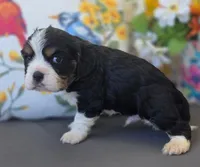 Max, a male English Cocker Spaniel and Cavalier King Charles Spaniel for sale in Neosho, MO – Photo 4 of 8