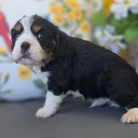Max, a male English Cocker Spaniel and Cavalier King Charles Spaniel for sale in Neosho, MO – Photo 5 of 8