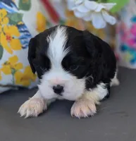 Charlie , a male English Cocker Spaniel and Cavalier King Charles Spaniel for sale in Neosho, MO – Photo 2 of 7