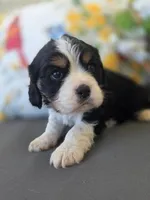 Max, a male English Cocker Spaniel and Cavalier King Charles Spaniel for sale in Neosho, MO – Photo 2 of 8