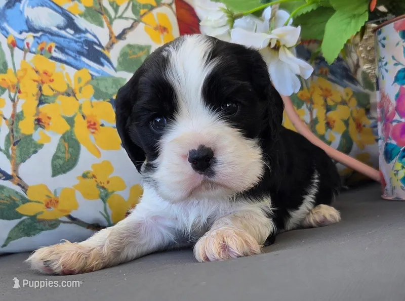 Charlie  – English Cocker Spaniel, Cavalier King Charles Spaniel puppy for sale in Neosho, MO