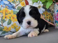 Charlie , a male English Cocker Spaniel and Cavalier King Charles Spaniel for sale in Neosho, MO – Photo 3 of 7