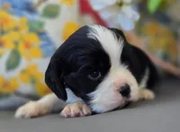 Charlie , a male English Cocker Spaniel and Cavalier King Charles Spaniel for sale in Neosho, MO – Photo 7 of 7