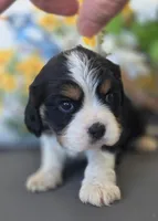 Max, a male English Cocker Spaniel and Cavalier King Charles Spaniel for sale in Neosho, MO – Photo 1 of 8