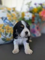 Max, a male English Cocker Spaniel and Cavalier King Charles Spaniel for sale in Neosho, MO – Photo 3 of 8