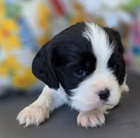 Charlie , a male English Cocker Spaniel and Cavalier King Charles Spaniel for sale in Neosho, MO – Photo 5 of 7