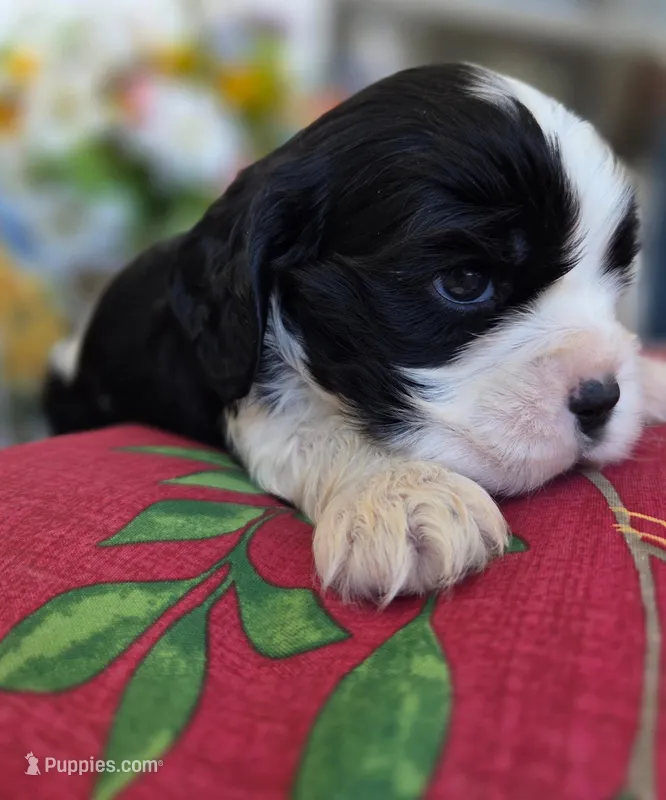 Charlie  – English Cocker Spaniel, Cavalier King Charles Spaniel puppy for sale in Neosho, MO