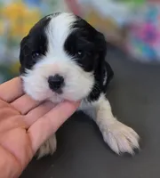 Charlie , a male English Cocker Spaniel and Cavalier King Charles Spaniel for sale in Neosho, MO – Photo 4 of 7