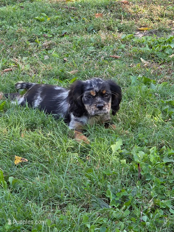 Prissy  – Cockalier puppy for sale in Neosho, MO