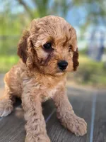 Maggie, a female Cavapoo for sale in Neosho, MO – 6 of 7