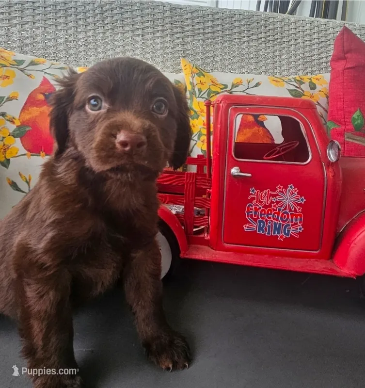 Luna – Cocker Spaniel, Miniature Australian Shepherd puppy for sale in Neosho, MO