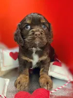 Willow , a female Cockalier for sale in Neosho, MO – Photo 1 of 8