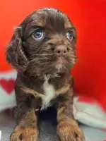 Willow , a female Cockalier for sale in Neosho, MO – Photo 4 of 8