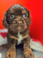 Willow , a female Cockalier for sale in Neosho, MO – Photo 3 of 8
