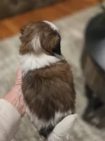 Johnny, a male Shih Tzu for sale in Neosho, MO – Photo 5 of 9