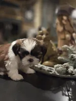 Johnny, a male Shih Tzu for sale in Neosho, MO – Photo 8 of 9