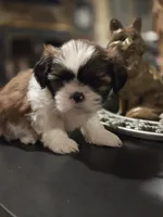 Johnny, a male Shih Tzu for sale in Neosho, MO – Photo 7 of 9