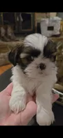 Johnny, a male Shih Tzu for sale in Neosho, MO – Photo 2 of 9