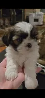 Johnny, a male Shih Tzu for sale in Neosho, MO – Photo 4 of 9