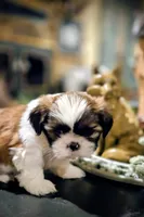 Johnny, a male Shih Tzu for sale in Neosho, MO – Photo 1 of 9