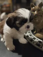 Johnny, a male Shih Tzu for sale in Neosho, MO – Photo 6 of 9