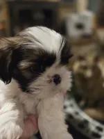 Johnny, a male Shih Tzu for sale in Neosho, MO – Photo 9 of 9