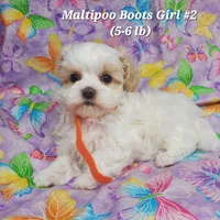 Bella, a female Maltese and Poodle - Toy  for sale in Fremont, OH – 8 of 10