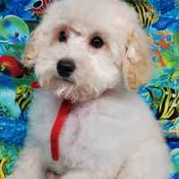 Casper, a male Poodle - Toy  for sale in Fremont, OH – Photo 4 of 10