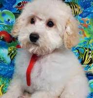 Casper, a male Poodle - Toy  for sale in Fremont, OH – Photo 4 of 10