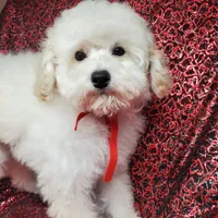 Casper, a male Poodle - Toy  for sale in Fremont, OH – Photo 5 of 10