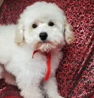 Casper, a male Poodle - Toy  for sale in Fremont, OH – Photo 5 of 10