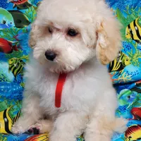 Casper, a male Poodle - Toy  for sale in Fremont, OH – Photo 2 of 10