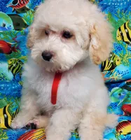 Casper, a male Poodle - Toy  for sale in Fremont, OH – Photo 2 of 10